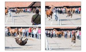 MarcheConcours2018_11aout-15-2_original