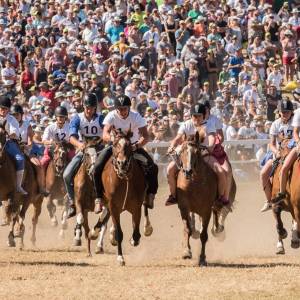 Marché-Concours course de chevaux .JPG