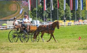 MC25_ChevauxAVendre_10aout_1308_ND52417_web_original