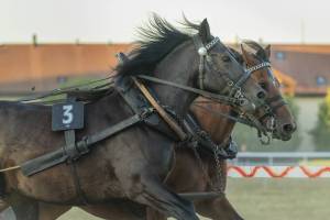 260807_20h20_No8b_CourseDeChars2Chevaux_58_ND56873_web_original