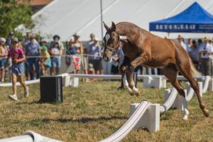 260808_10h15_ChampionnatPoulains_167_ND57367_web_original