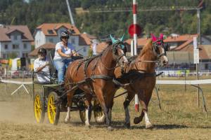 260808_15h15_No13_CourseAuTrotAtteleAvecCharMarathonOuWagonnette2Chevaux_280_ND57840_web_original