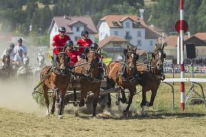 260809_16h15_No23_CourseDeCharsA4Chevaux_664_ND59185_web_original